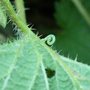 My 1st Found BABY Caterpilla :)