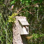 Bluebird Pair