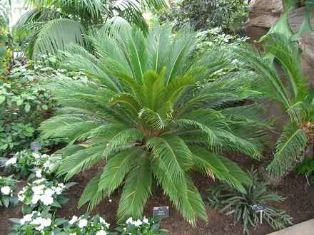 Sago Palm (Cycas revoluta)