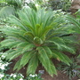 Wisley4