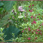 Balsm, Garden Phlox Around the Lotus (Nelumbo lutea (American Lotus))