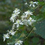 Virgin's Bower (Clematis virginiana)
