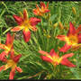 Daylily_open_hearth_exc_6-28-06_med1