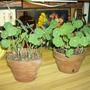Nasturtium1