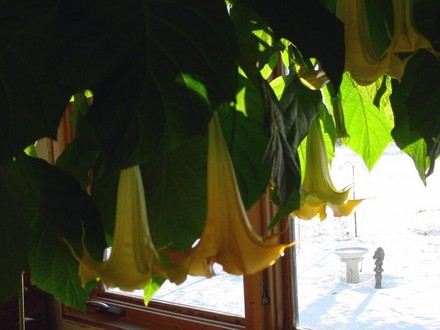 Yellow Angel's Trumpet