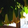 Yellow_angel_s_trumpet1