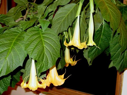 Yellow Angel's Trumpet