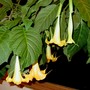 Yellow_angel_s_trumpet2