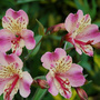 Peruvian lilly