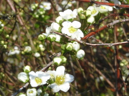 Spirea Arguta (Spirea Arguta)