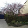 Prunus 'Accolade' (Prunus 'Accolade')