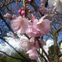 Prunus 'Accolade' - close-up (Prunus 'Accolade')