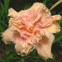 Daylily_big_kiss_7-19-07_med