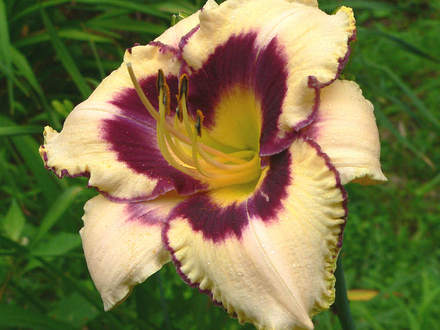 Daylily 
