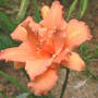Daylily_catherine_hawn_replaced_laceydoily2_7-29-07_med