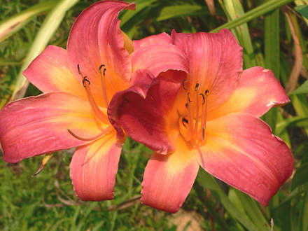 Daylily 