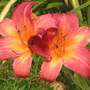 Daylily_cherry_cheeks_8-02-07_exc_med