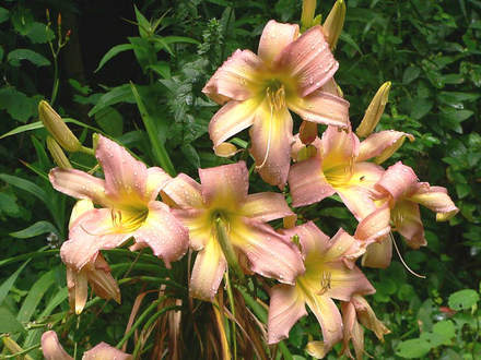 Daylily 
