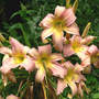 Daylily_enjoy_7-22-06_med