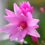 Christamas Cactus Pink