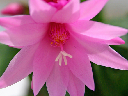 Christamas Cactus Pink