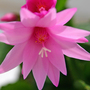 Christmas-cactus-1
