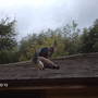 notmy birds