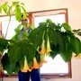 Yellow Angel's Trumpet