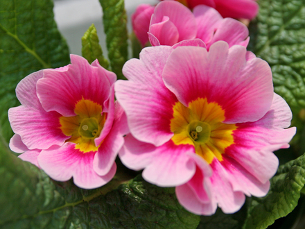 Pink and Yellow Primula