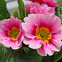 Pink and Yellow Primula