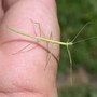 Walkingstick Nymph