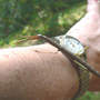 Walkingstick_whole_on_arm_10-02-06_med