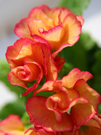 Primrose