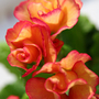Primrose
