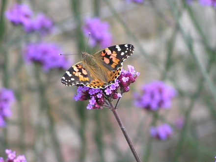 Verbena bonariensis plus (Verbena bonariensis (Verbena))