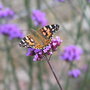 Verbena bonariensis plus (Verbena bonariensis (Verbena))