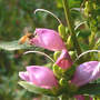 Honey Bee Entering Chelone (Chelone)