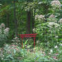 Joe-pye_near_pond_frontyard_8-07-06_med