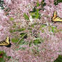 Tiger_swallowtails_on_joe-pye_full_bloom_8-03_med
