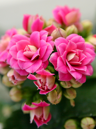 Kalanchoe (Kalanchoe)