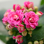 Rose-3