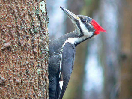 Female Pileated Woodpecker