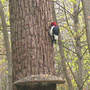 Red-headed_woodpecker_tree_4-27-02__med