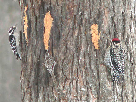 Downy Woodpecker, Brown Creeper, Yellow-bellied Sapsucker