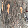 3_woodpeckers__2-06-07_med