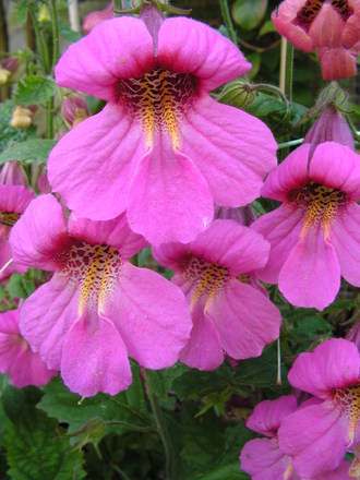 Rehmannia - Chinese foxglove - aug 2007