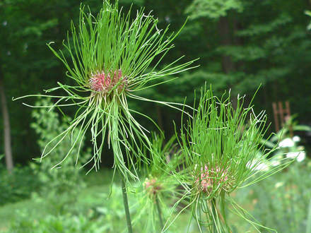 Hair Allium (Allium)