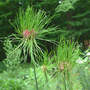 Allium_hair_6--05-07_from_linda_sm