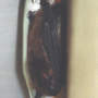 Bat_very_close_med