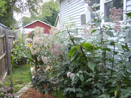 Joe Pye Weed 2007